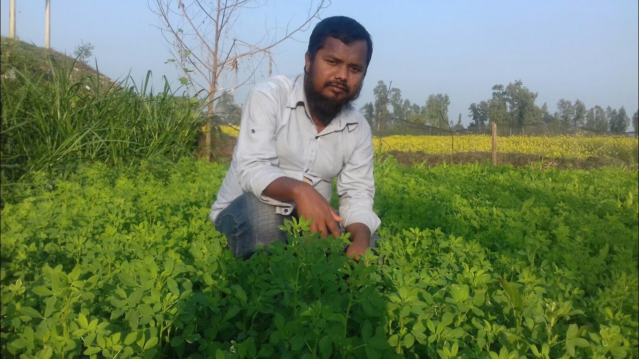 পশু খাদ্যের রাণী যে আলফালফা ঘাস। আসুন জেনে নেই এর পুষ্টিগুণ । Alfalfa grass.