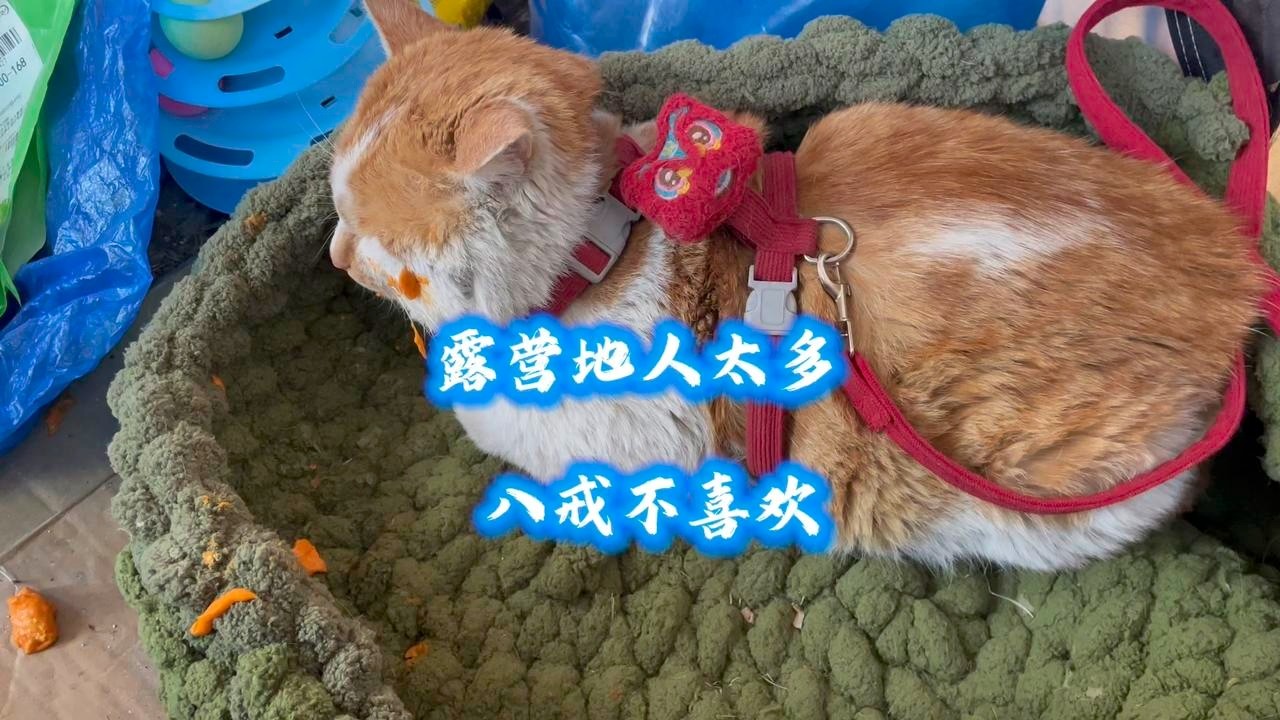 露营地人多狗杂，八戒嫌吵不喜欢，西风偶遇一群流浪猫，忙着布施 #西风带八戒和悟空走遍中国 #猫咪悟空