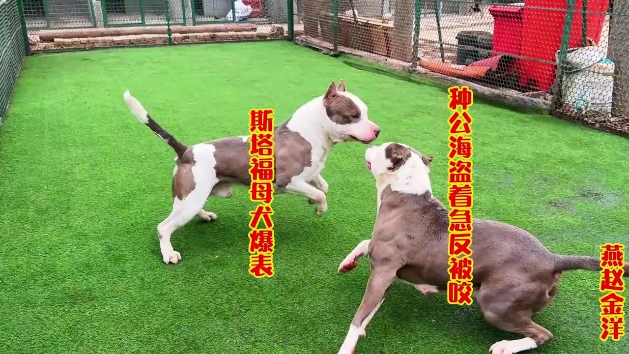 斯塔福母犬爆表，种公海盗出笼测试，不料着急反被咬