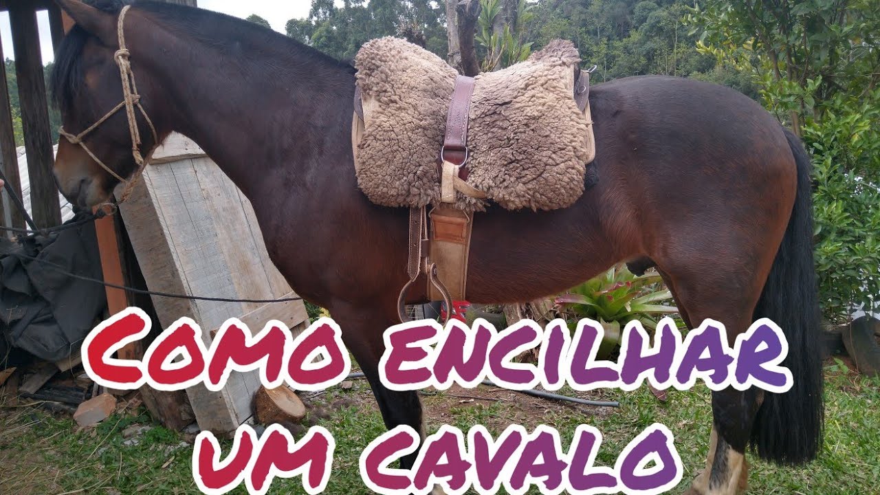 Como encilhar um cavalo - Lida Campeira