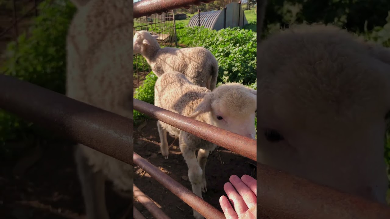 Check out all these lambs! Lamb marking day