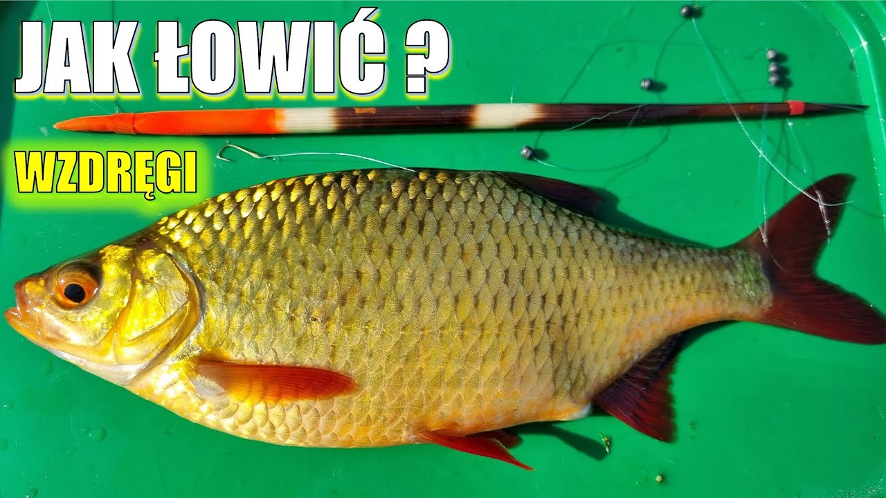 Jak łowić wzdręgi?