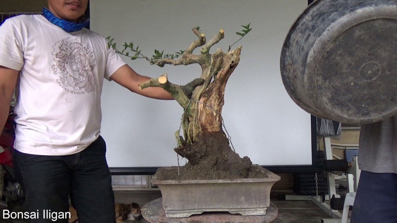 A Day in the Life of Bonsai Iligan: Tanuki Workshop Demo