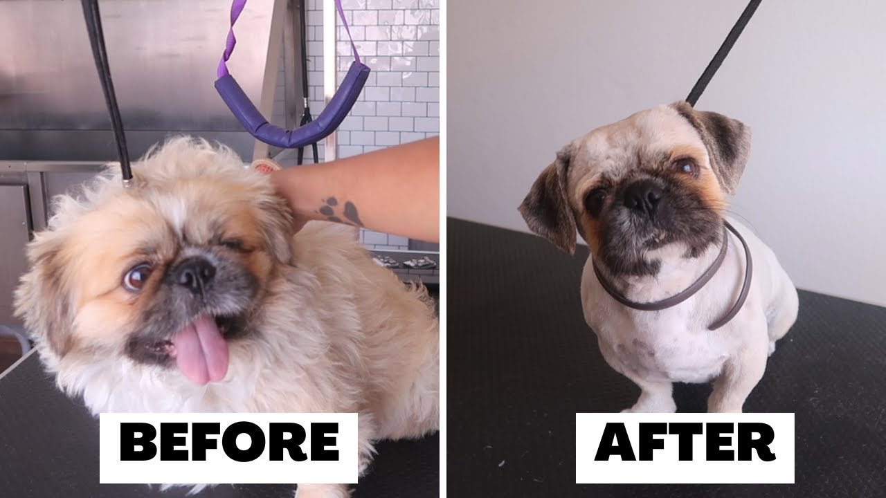 HOW TO CUT THE HAIR OF A LAZY PEKINGESE DOG | RURAL DOG GROOMING
