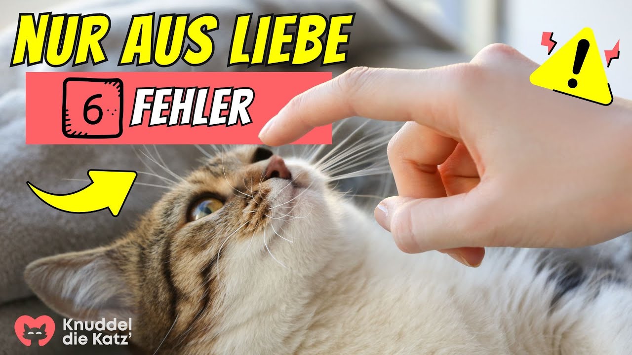 6 Fehler mit Katzen, die wir aus Liebe tun 😲