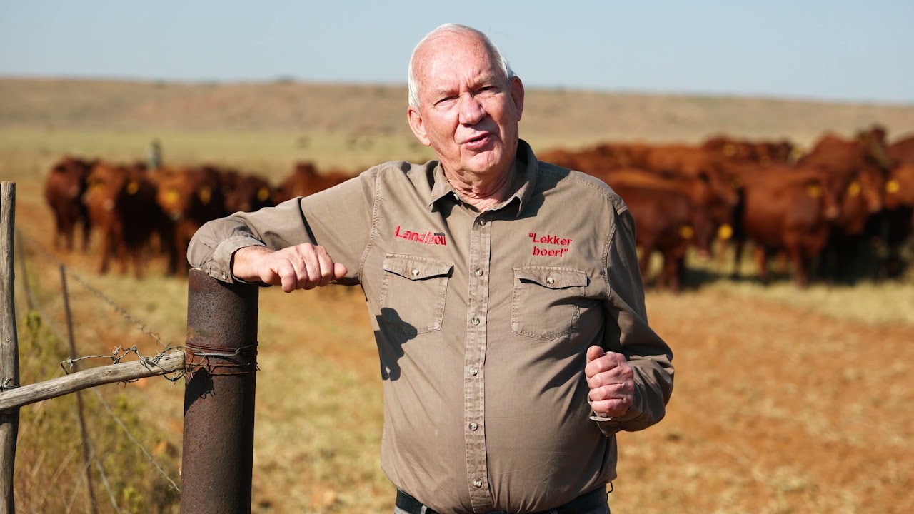 Maak beeste s&oacute; immuun teen hartwater