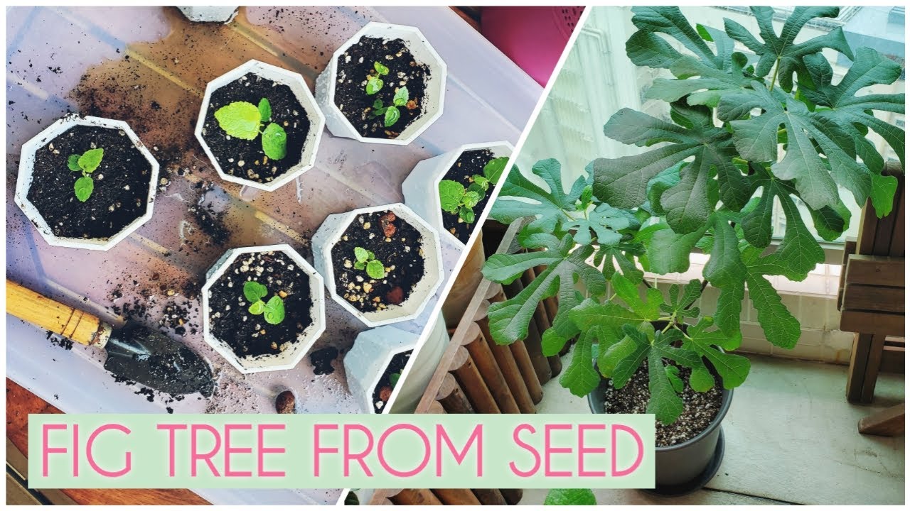 Story about my Fig Tree - Growing from Seed to 2 Years Old Trees