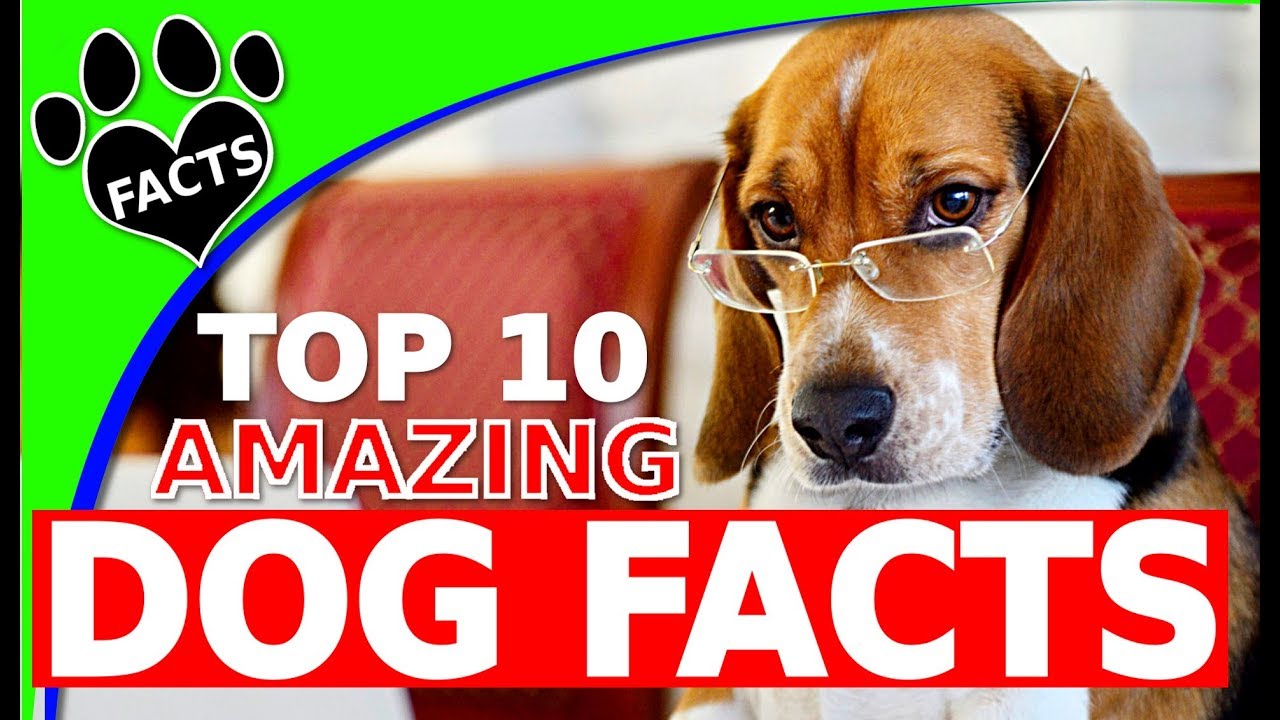 Top 10 Amazing Facts About Dogs You Probably Didn't Know - Dogs 101