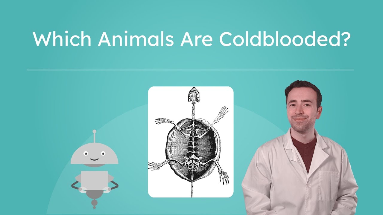 Which Animals Are Coldblooded? - Reptiles, Amphibians, and Fish