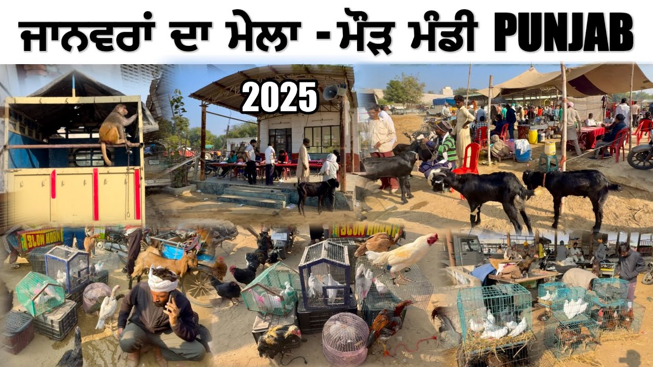 ਜਾਨਵਰਾਂ ਦਾ ਮੇਲਾ - ਮੌੜ ਮੰਡੀ PUNJAB ❤️|| New Birds & Goats Mela In Punjab || #punjab 