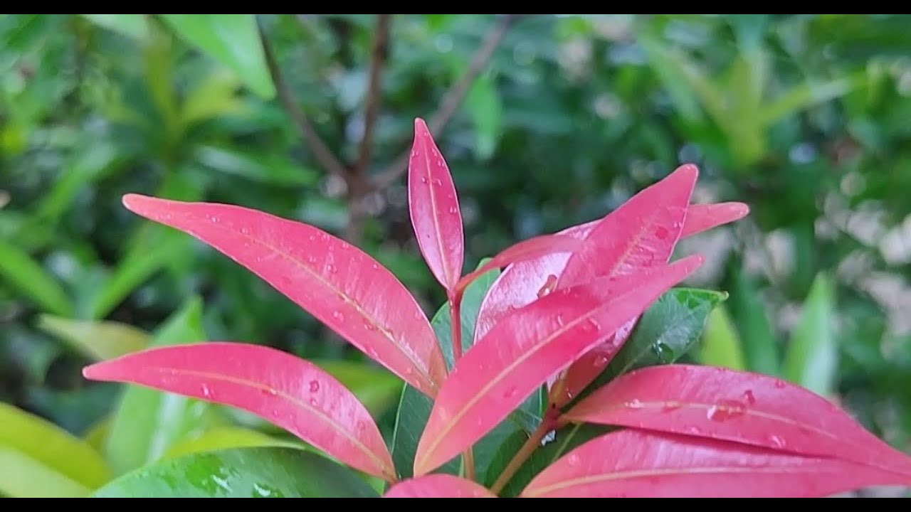 how to propagate Syzygium plant from cutting🌿🌿