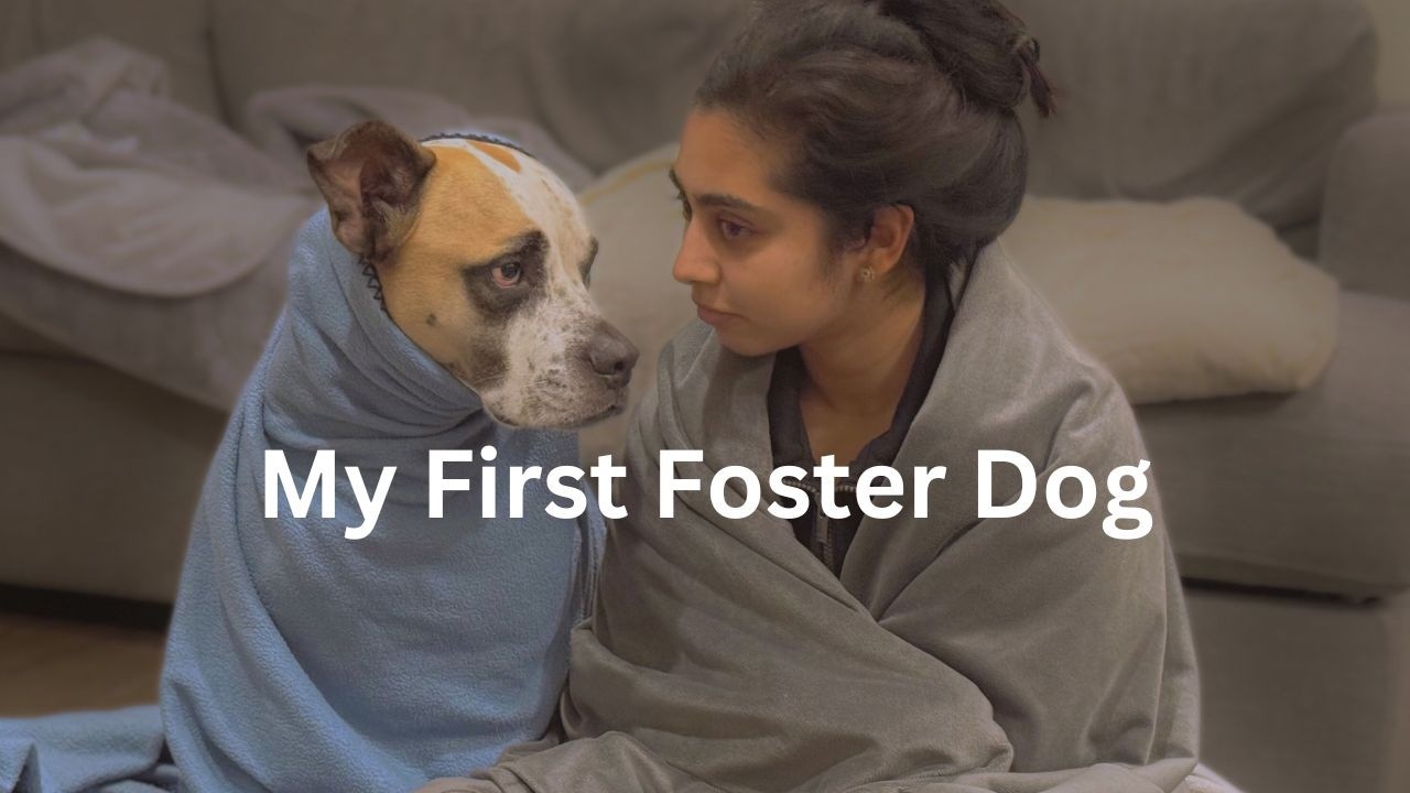 One week with my First Foster dog | Late fall and winter blues