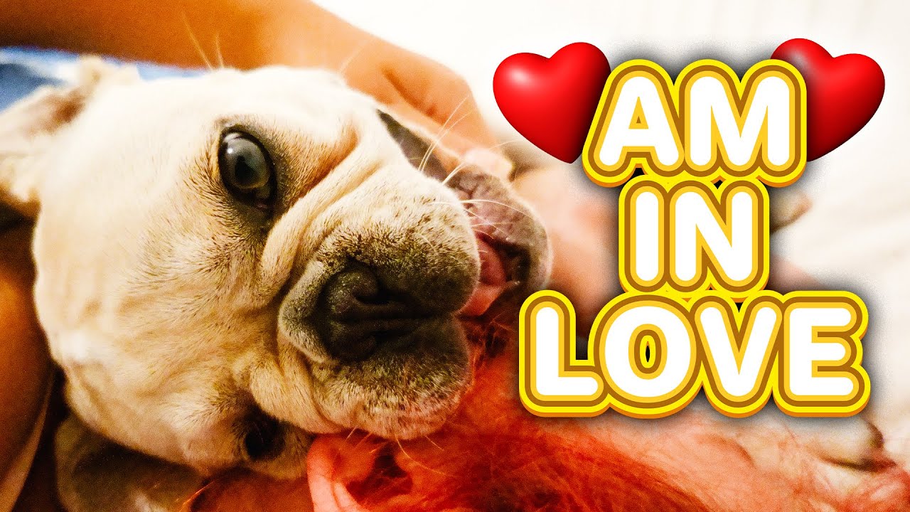 5 Minutes Of Pure Joy With Our French Bulldog l Zeus The Frenchie