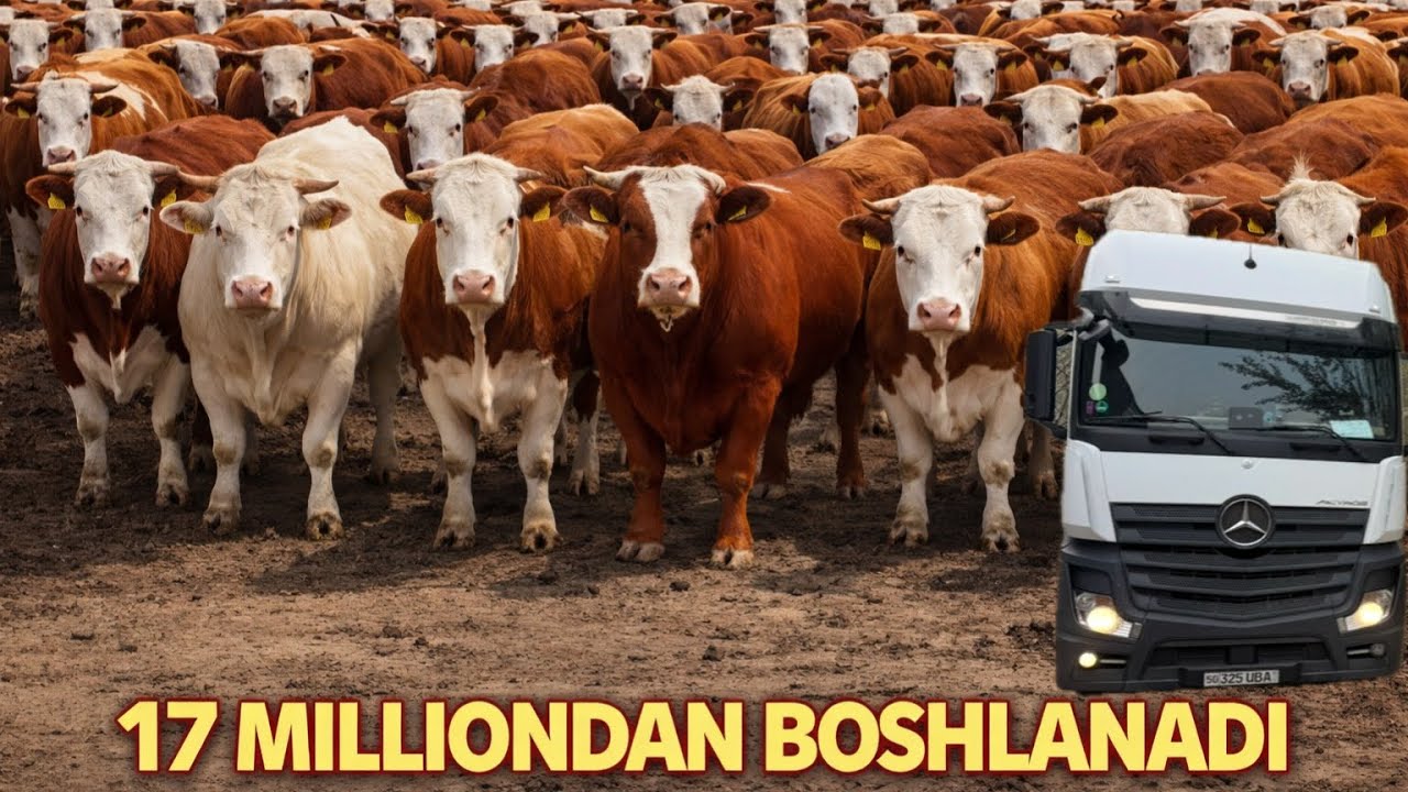 ZODLI BUQALARNI N1 OPTOM JOYI✅✅✅17 марта 2026 г.