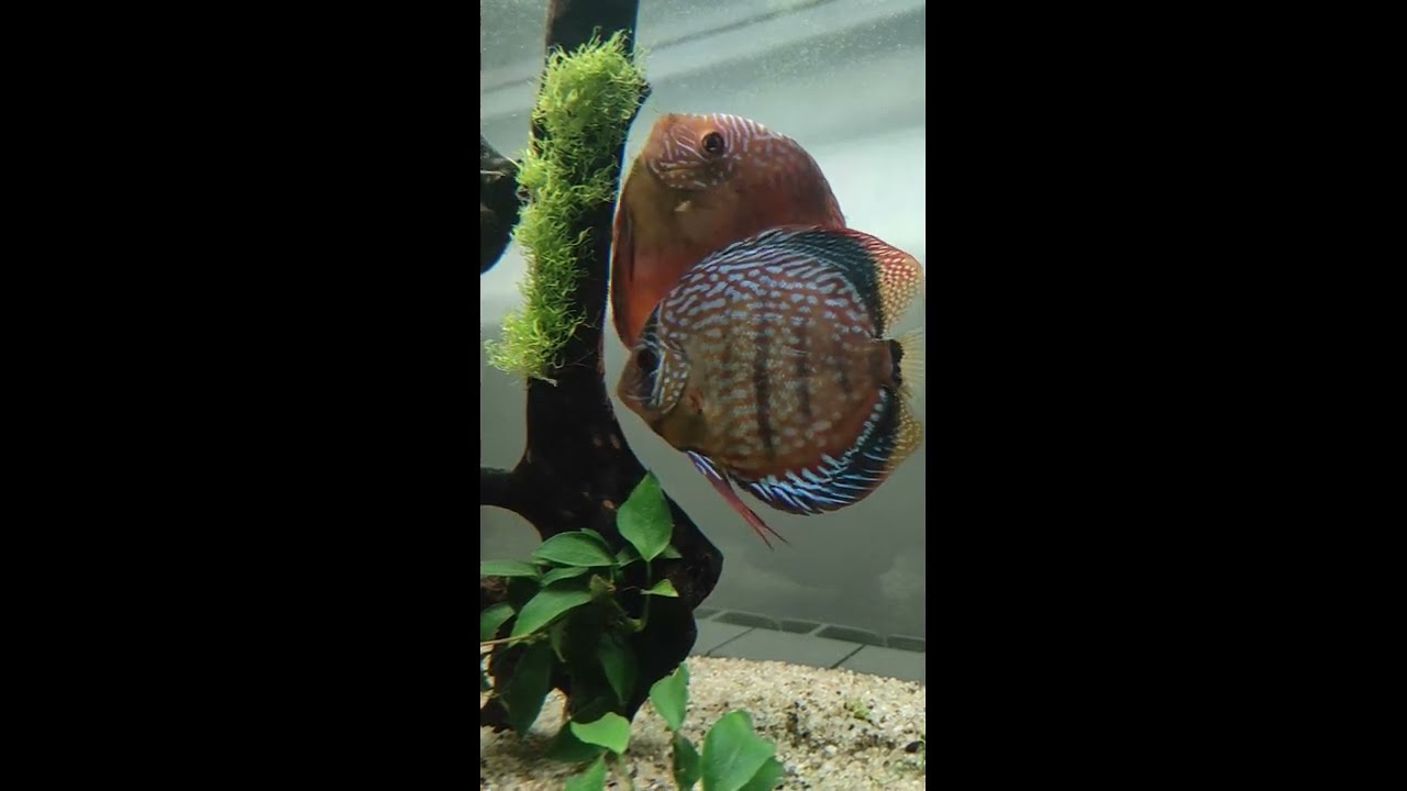 paletki red turkus