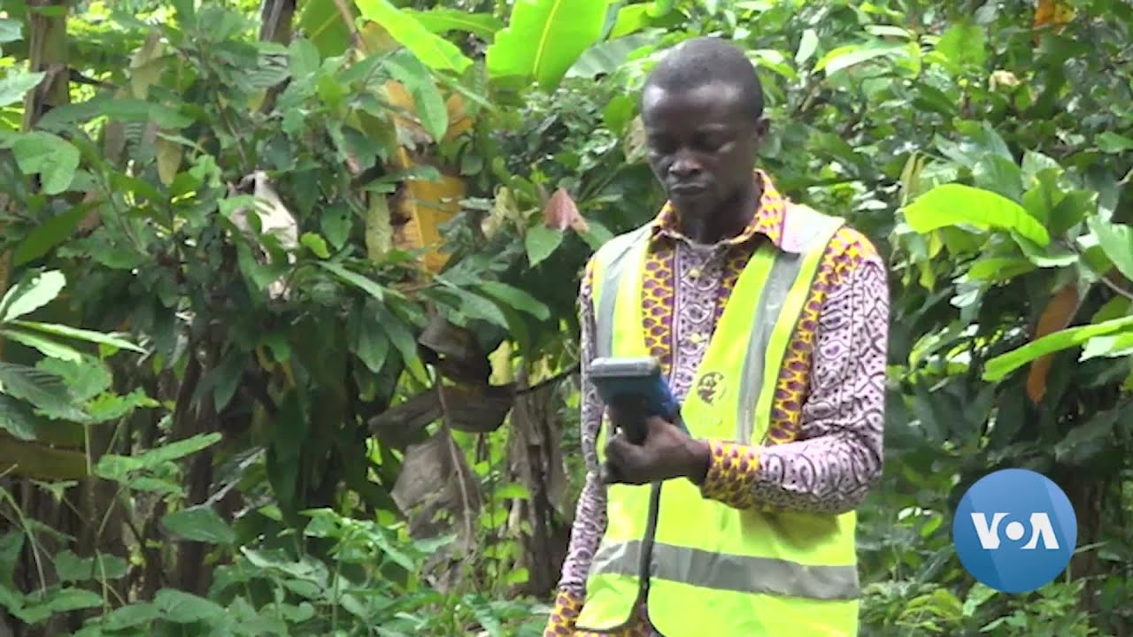 New EU Rule Targets Deforestation in Chocolate Industry