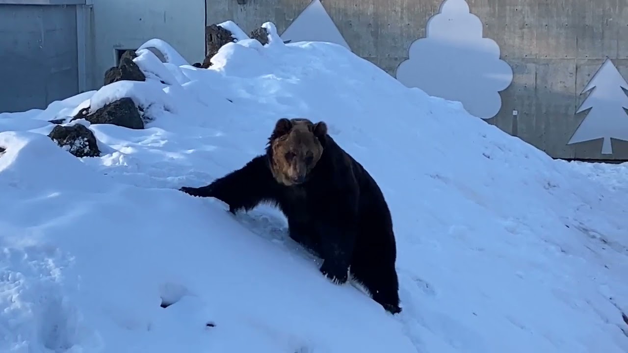 20260112 釧路市動物園　ヒグマのクッタ、カイ
