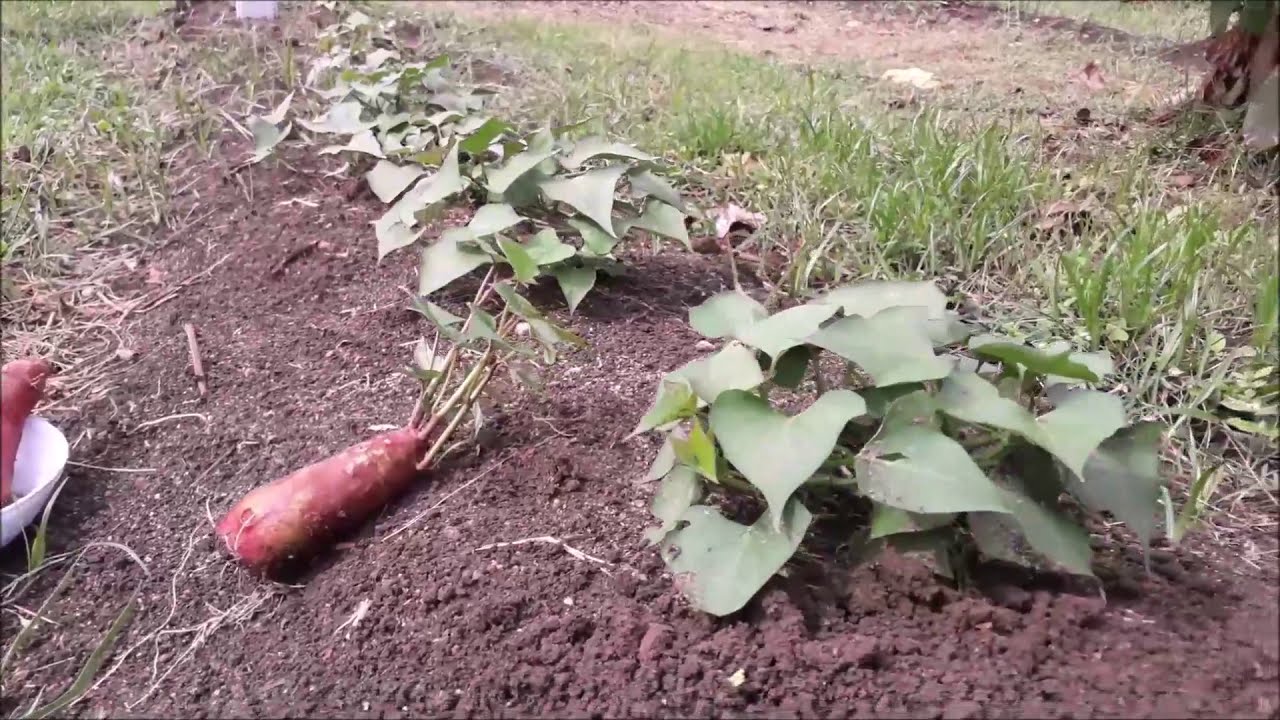 Como plantar a Batata Doce, fácil e simples processo completo