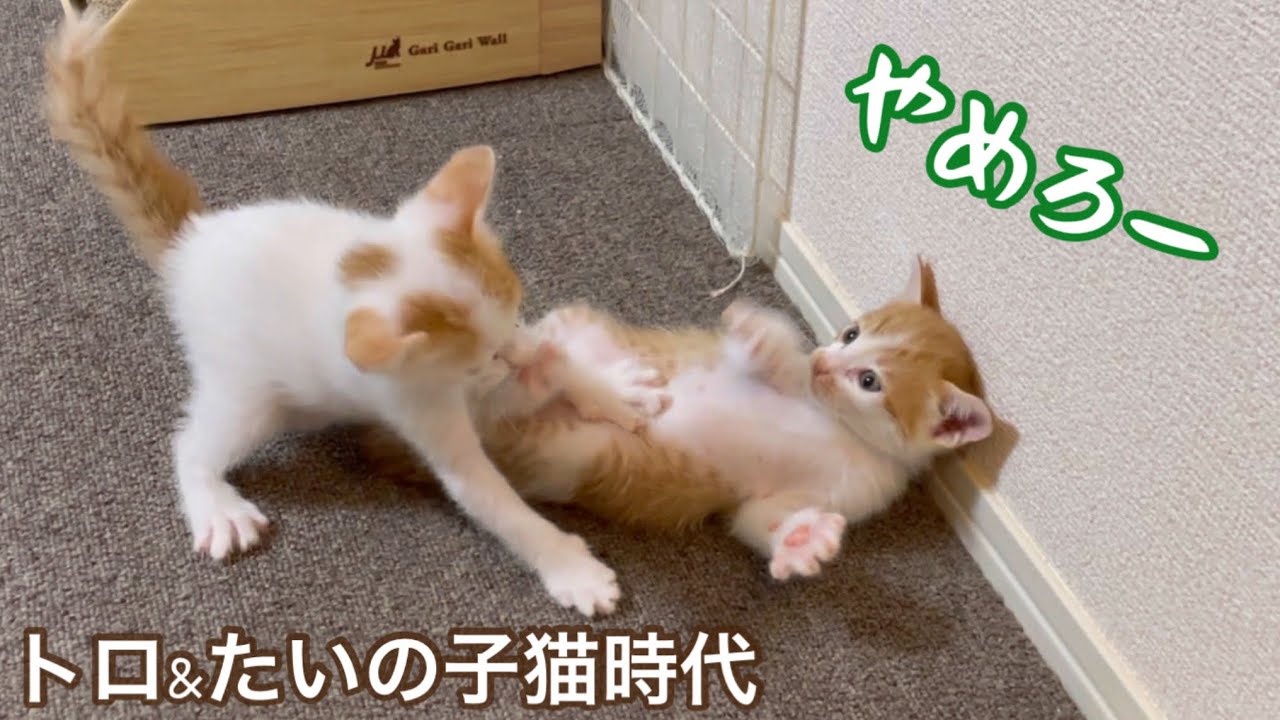 4歳になった兄弟猫、強いのはどっち？ 子猫時代まで戻ってみた