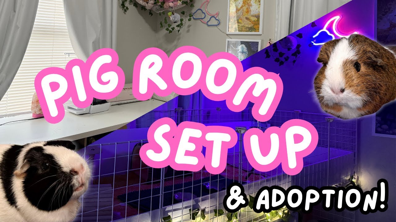 Pig Room Set Up & Adoption 🐹 | First Guinea Pigs in 12 Years!