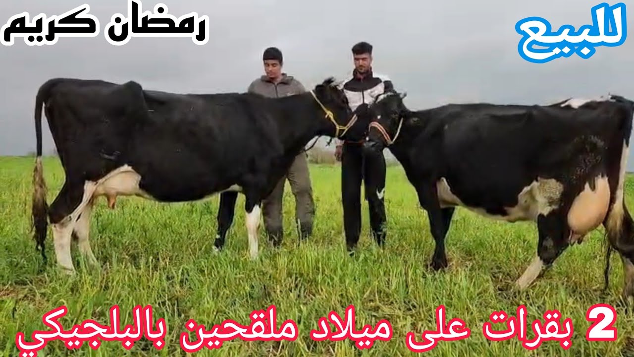 تباااارك الله💫2 بقرات على ميلاد إتصل 06.67.21.00.53📞ألو سي عبد الرزاق ملقحين بالبلجيكي نواحي الغرب🇲🇦
