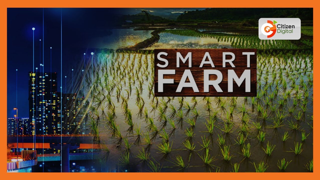 Smart Farm | Tana River farmers adopting Komboka Rice Variety