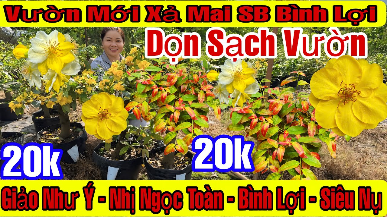 11/3☎️0363231030☎️🌲Mai Vàng Giá Rẻ🌲Giảo Như Ý-Nhị Ngọc Toàn-Siêu Bông Bình Lợi-Siêu Nụ-Cúc Tân Châu🌲