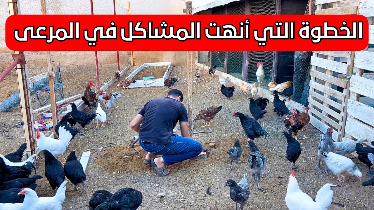 لماذا كان يجب تقسيم المرعى فوراً 🤔 | قرار صعب…لكن النتيجة تستحق