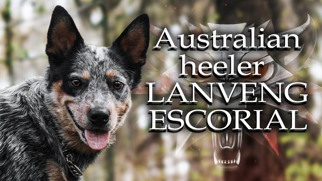 AUSTRALIAN HEELER | LANVENG ESCORIAL
