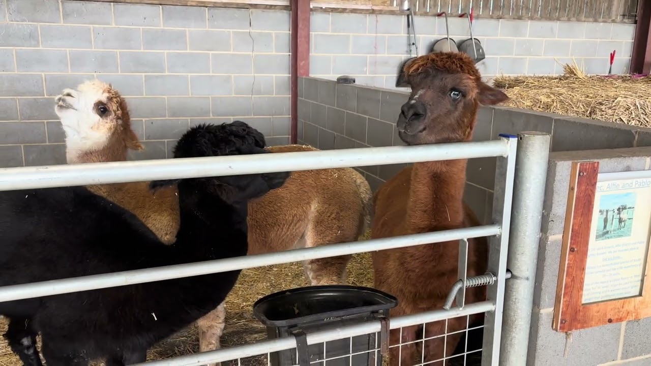 Alpacas at Hall Farm Park South Kelsey 31/01/2026