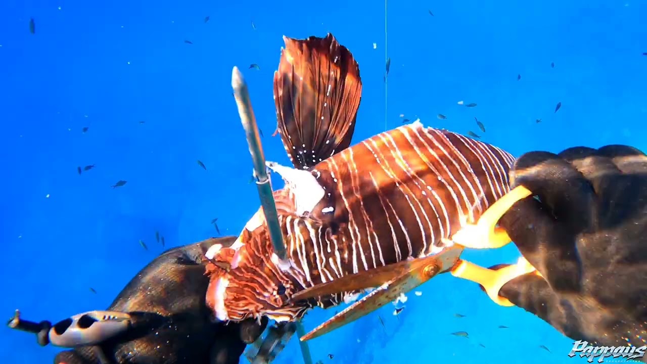 🔱Spearfishing Crete⛺Camping και🔫Ψαροντουφεκο🏴‍☠️