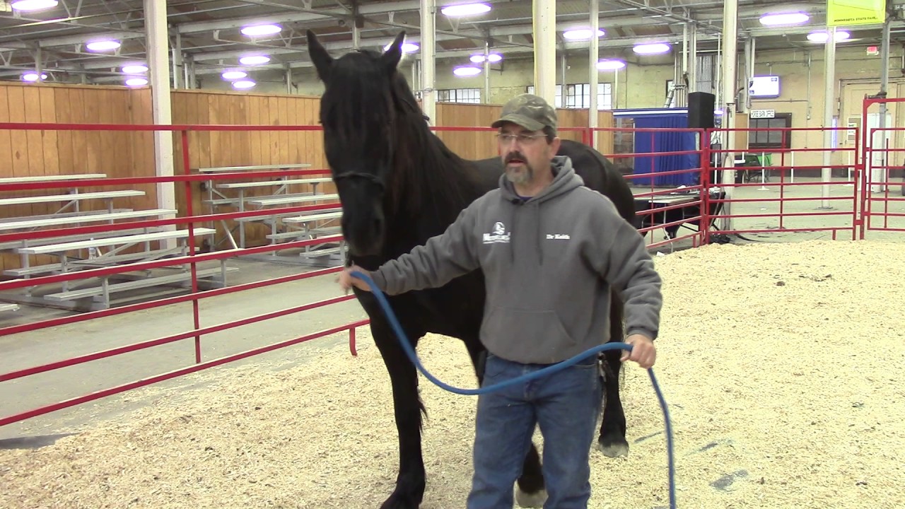 Horse Exercises-How to soften the hindquarters of a horse (exercise #2)