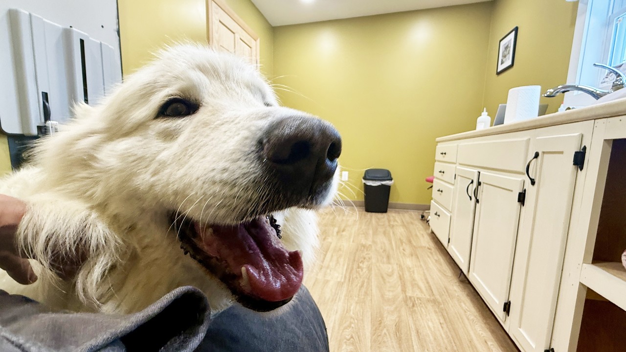 Why Vet Care for Farm Dogs Is Different