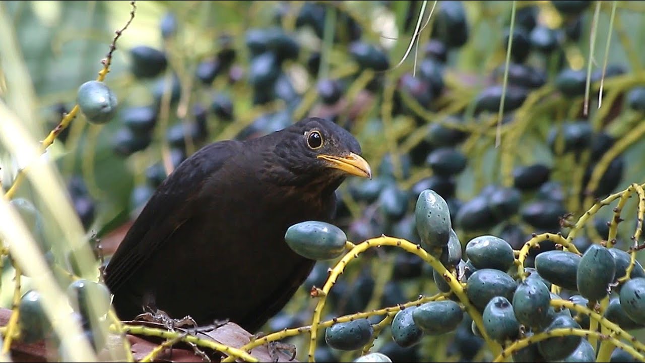 I found some common black bird today