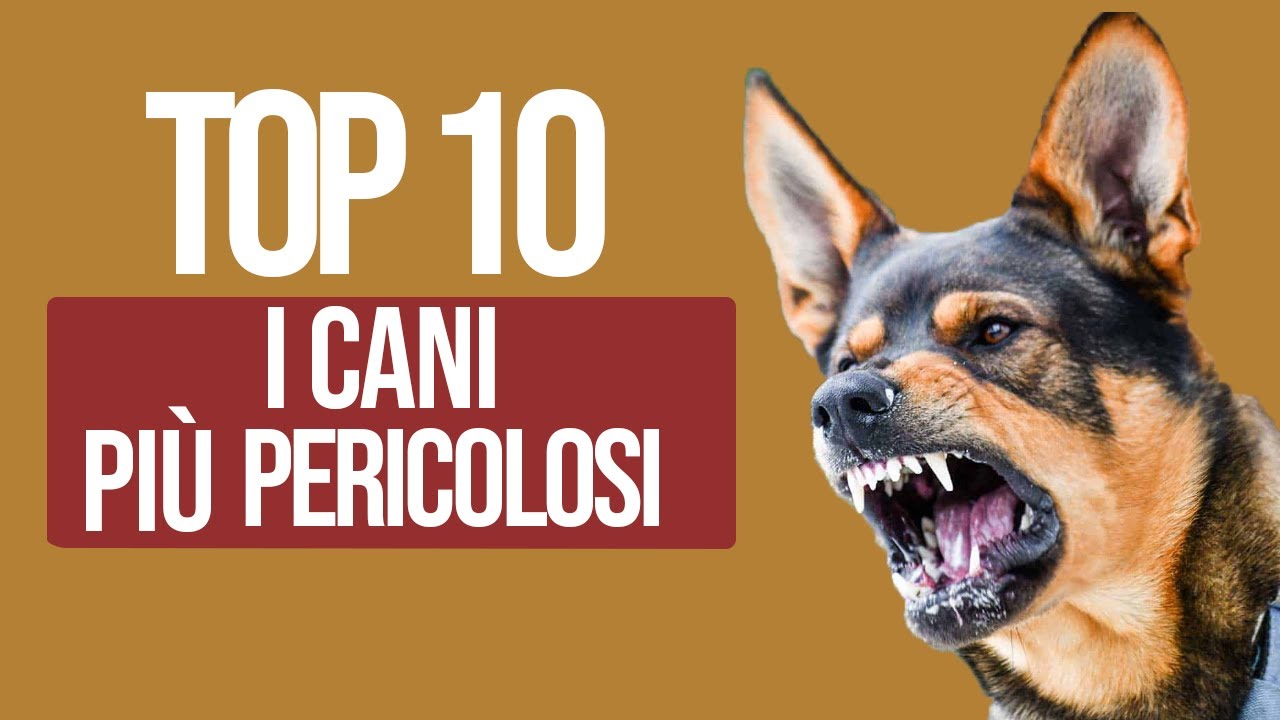 TOP 10 Cani Più Pericolosi Del Mondo
