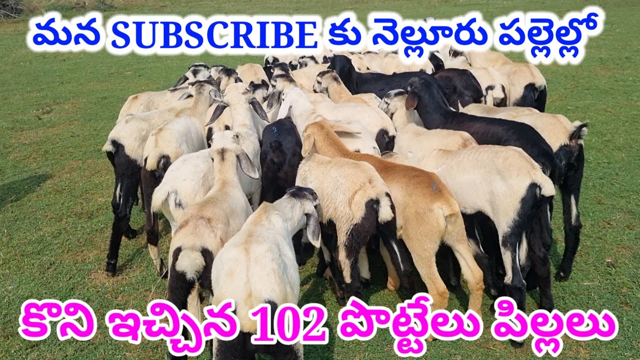 Nellore judipi sheep kids పల్లెల్లో కొని ఇచ్చిన పొట్టేలు పిల్లలు Ongole tutty Tamil videos #sheep