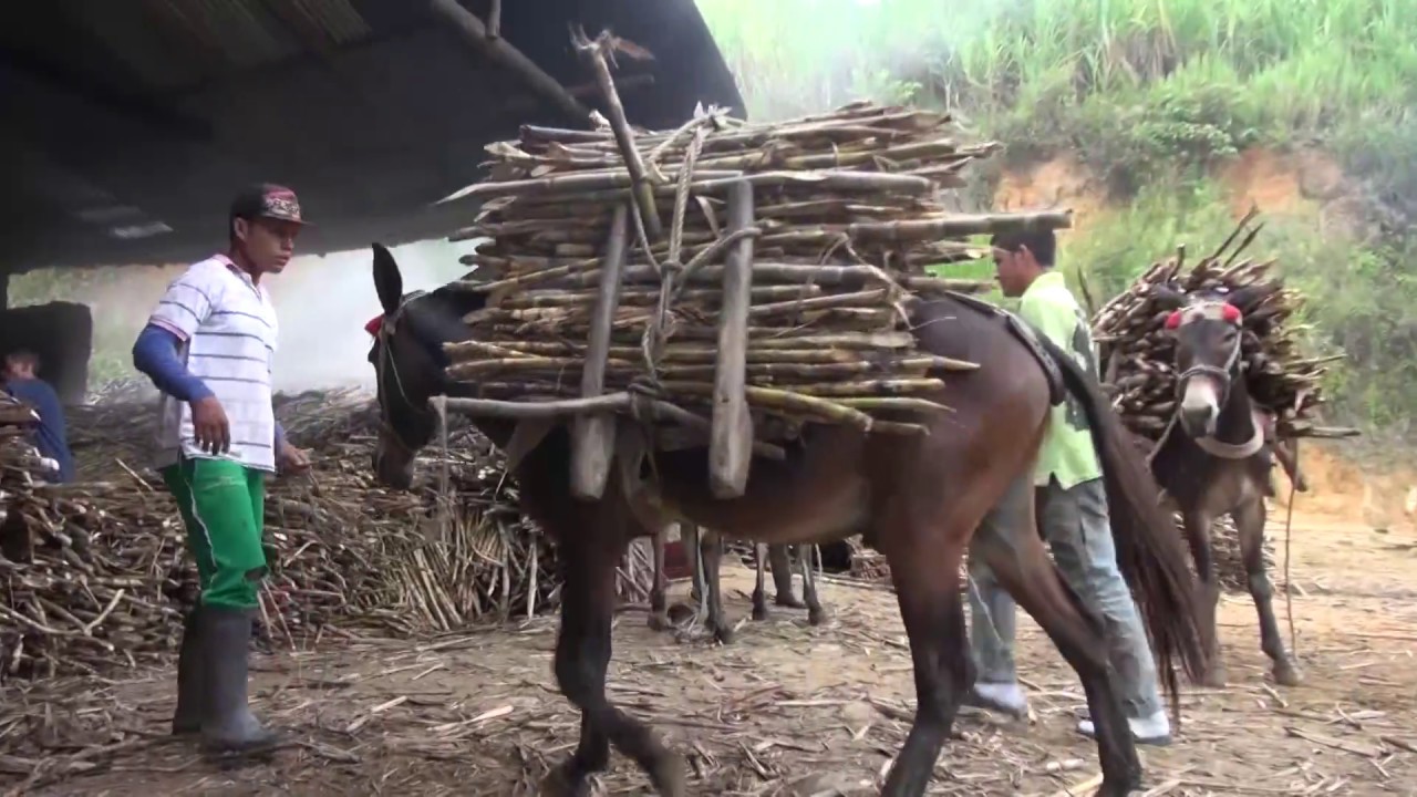 Amigos del Campo: Vereda Burbura: Producción de Panela
