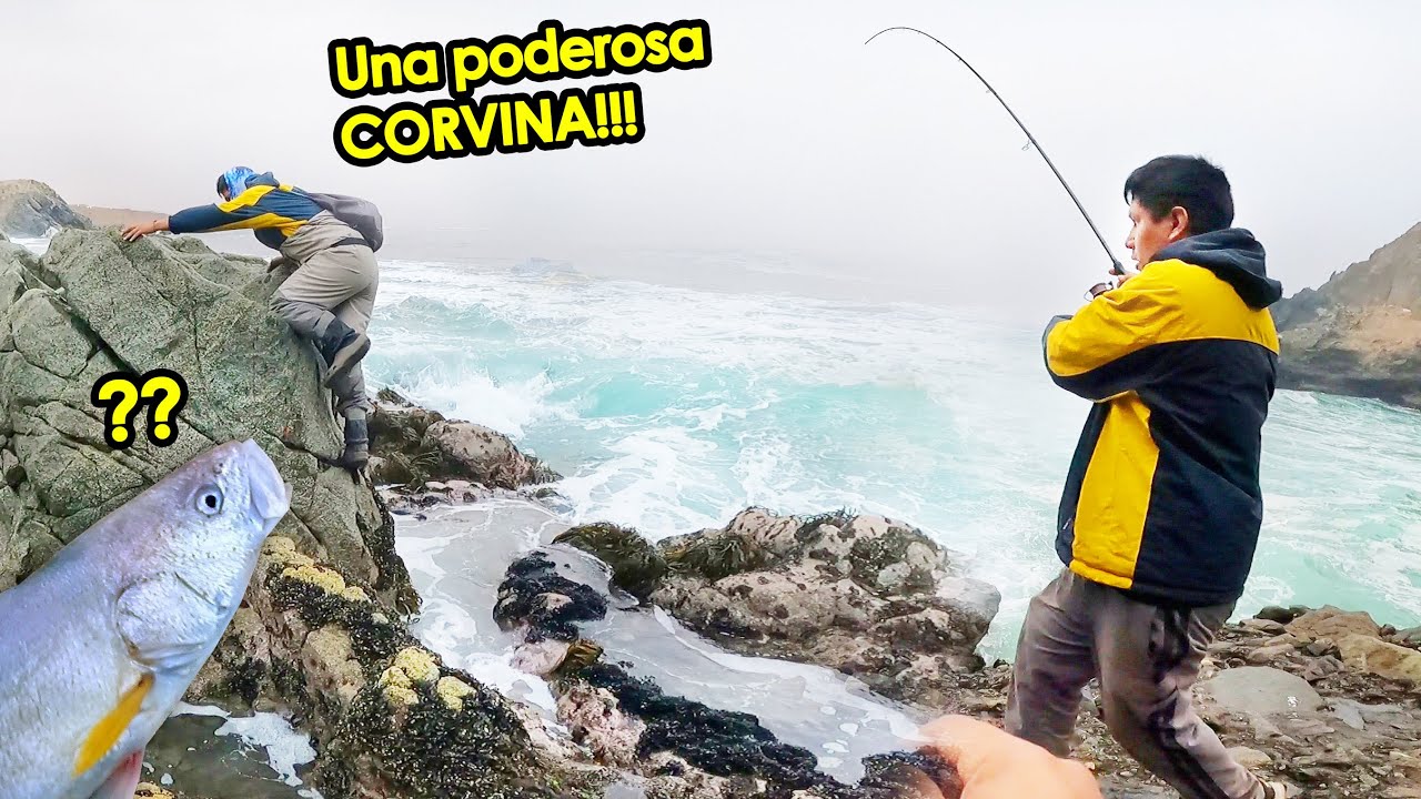 Encontramos CORVINAS pero fueron muy astutas