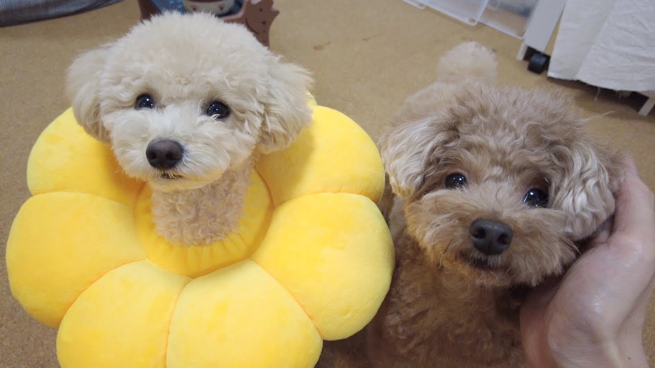 避妊手術で1日入院していた子犬が退院してお家に帰ってきました！【トイプードル】
