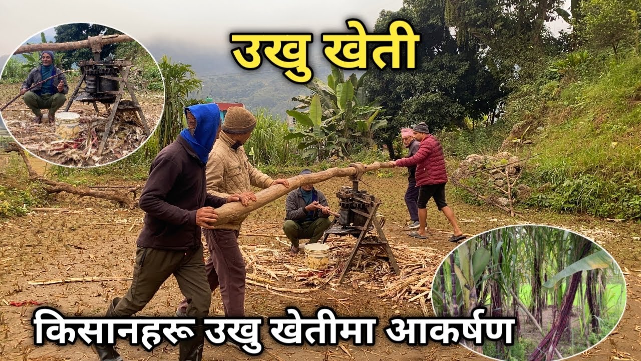 उखु खेती| किसानहरू उखु खेतीमा आकर्षण|Agriculture in Nepal