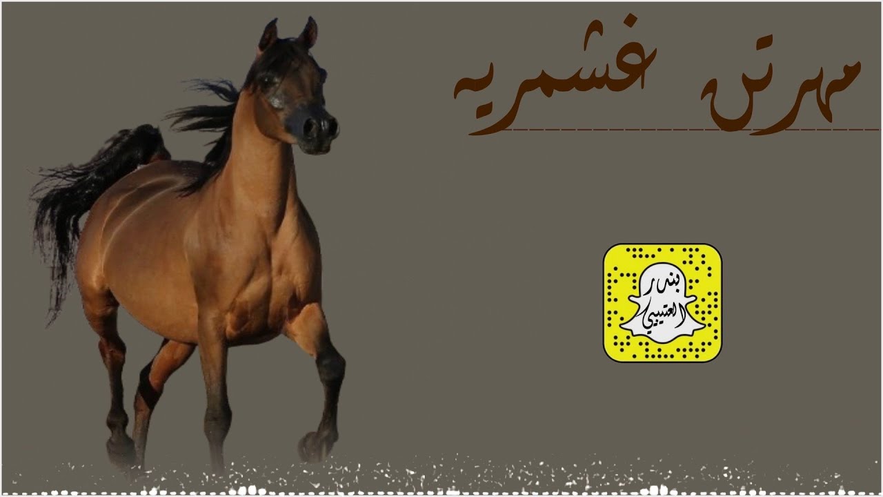 مهرتن غشمريه كلمات عيده المطيري اداء محمد الهوشان 2025 حصرياً