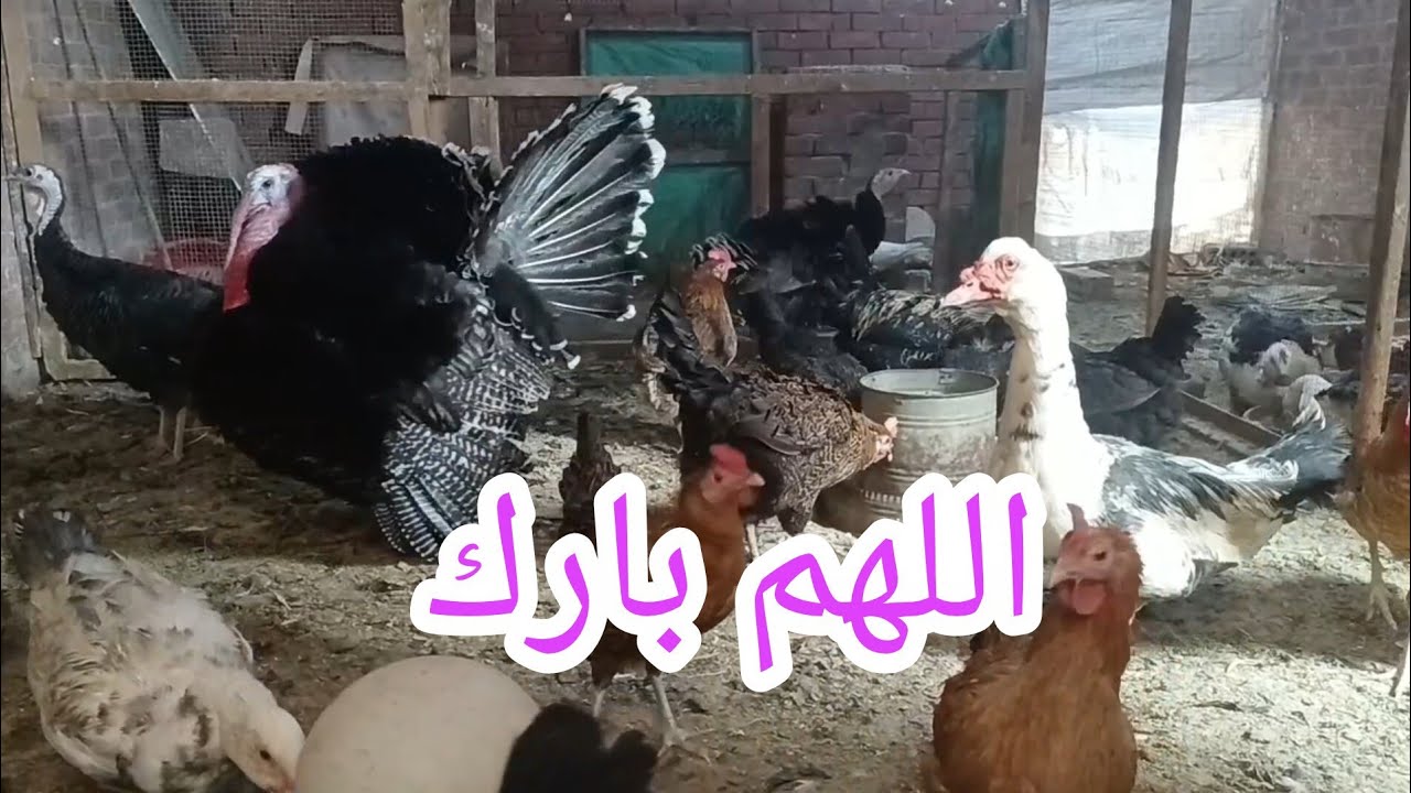 ياعيني جعانين وعطشانين ⁉️ طلعتلهم تاني قبل المغرب ماهو طير أخرص