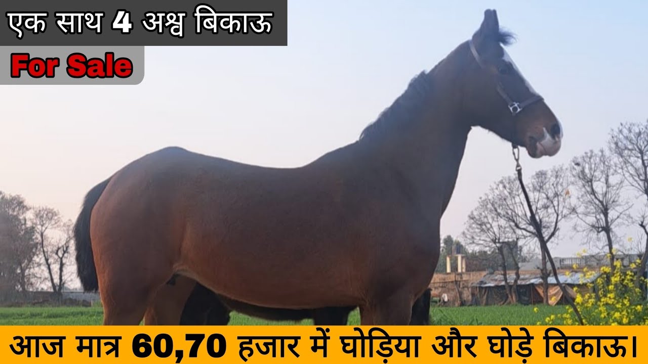 आज केवल वाजिब कीमत की घोड़िया और घोड़े बिकाऊ। #luxuryhorseworld #horseforsale 
