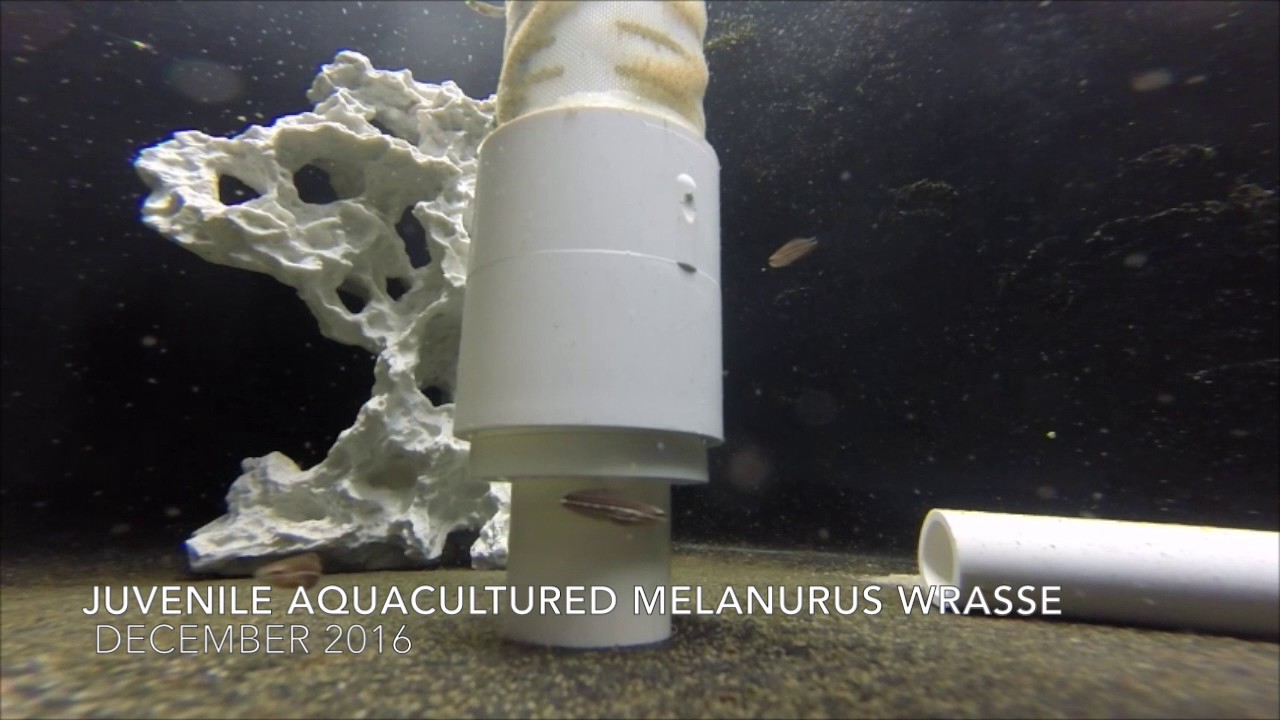 Melanurus Wrasse TAL