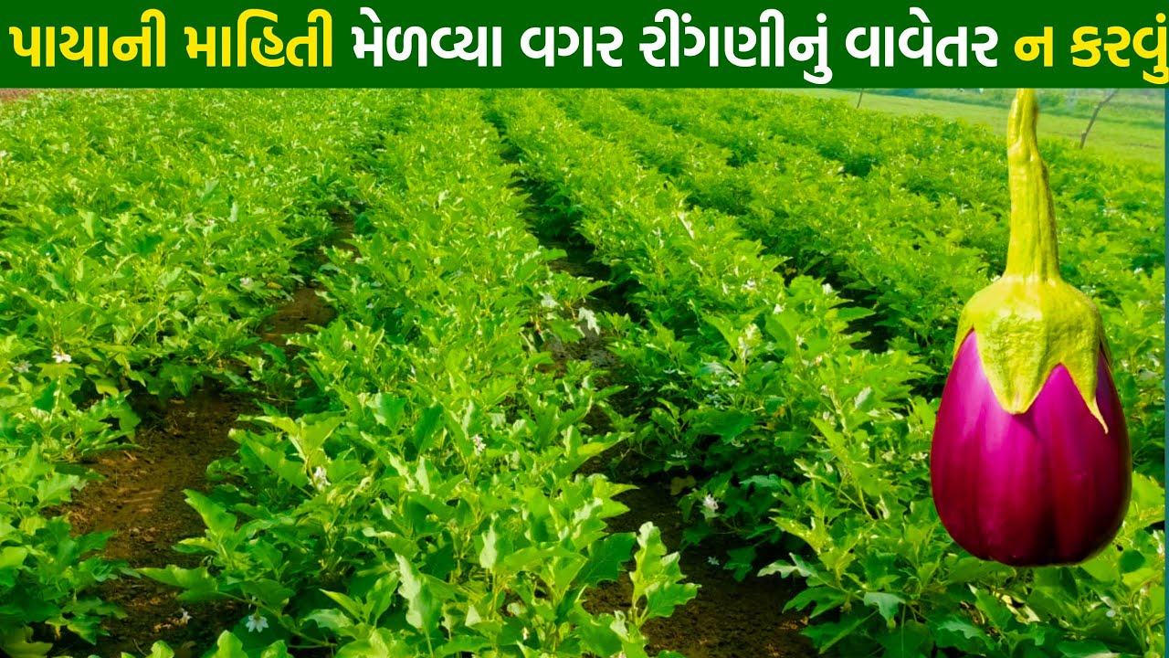 રીંગણ નુ વાવેતર કરતા પેલા આટલું ખાસ કરવું જોઈએ