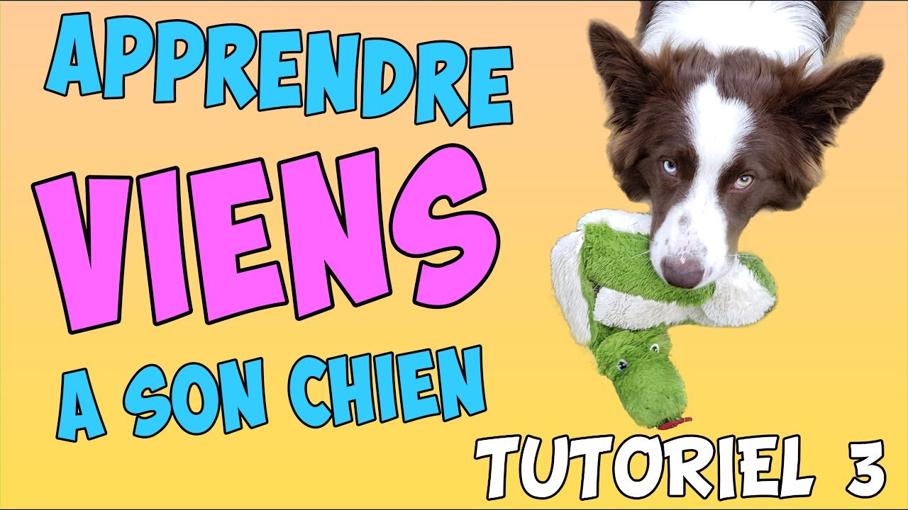 COMMENT faire VENIR son CHIEN