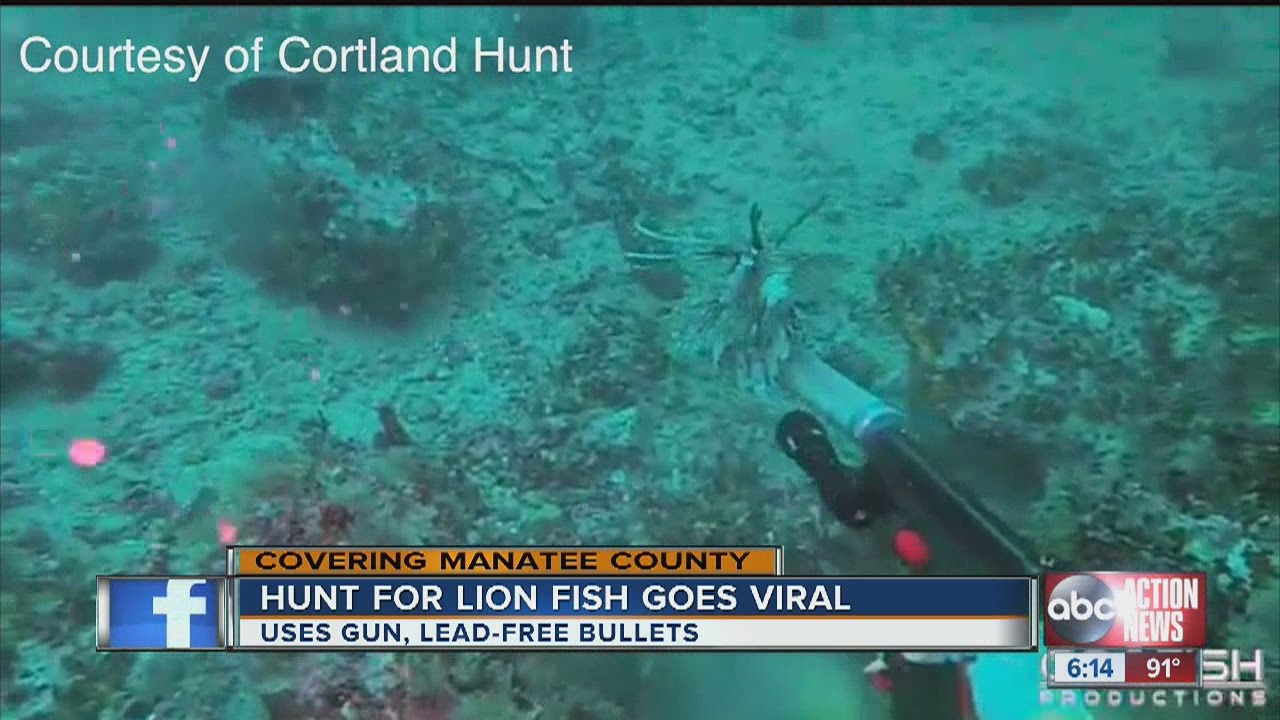 Hunt for Lionfish with gun goes viral