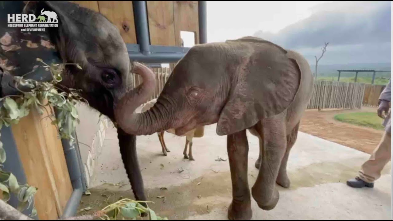 Orphaned baby elephants Khanyisa and Fenya meet for the first time🥰