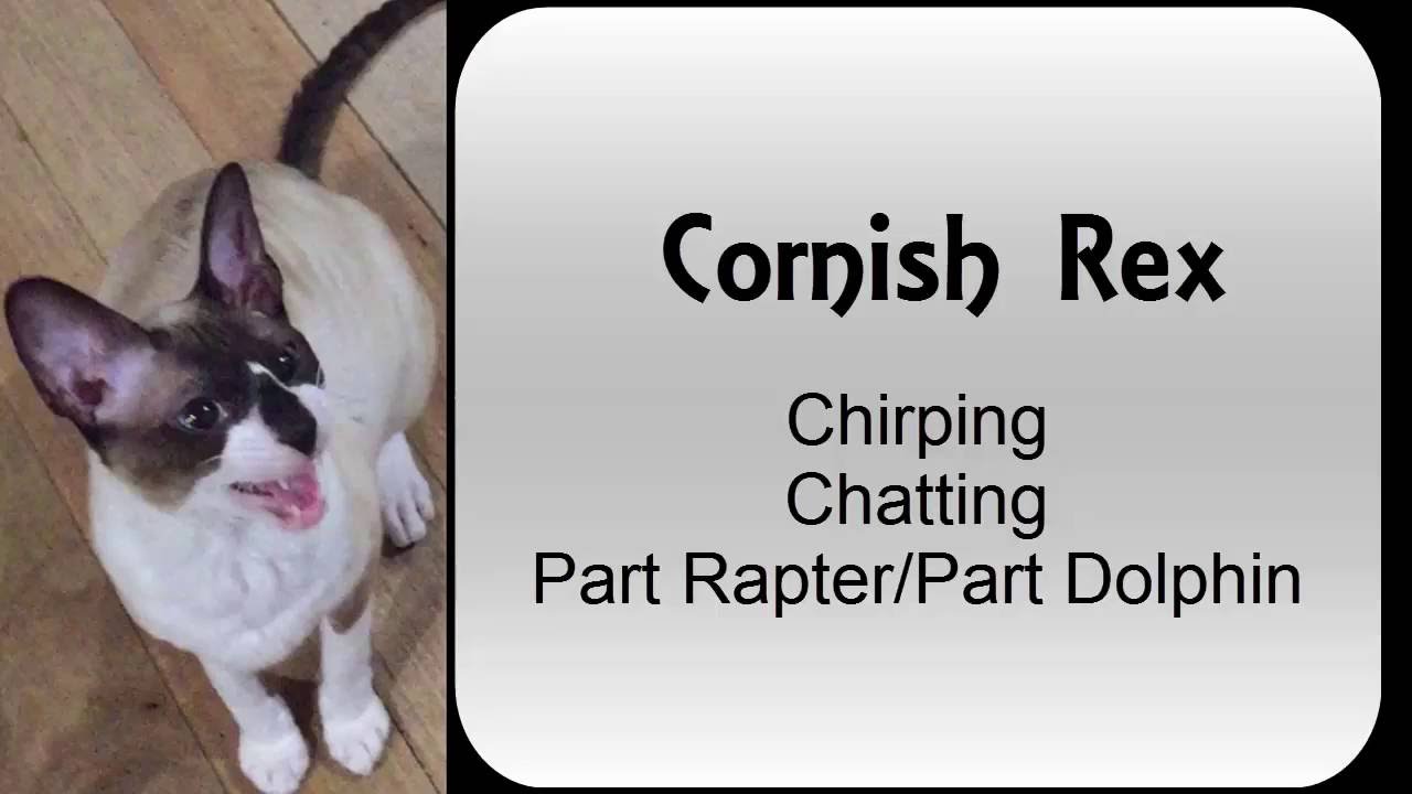 Cornish Rex Kitten Cat Chirping Chatting | Sounds like a Raptor x Dolphin!