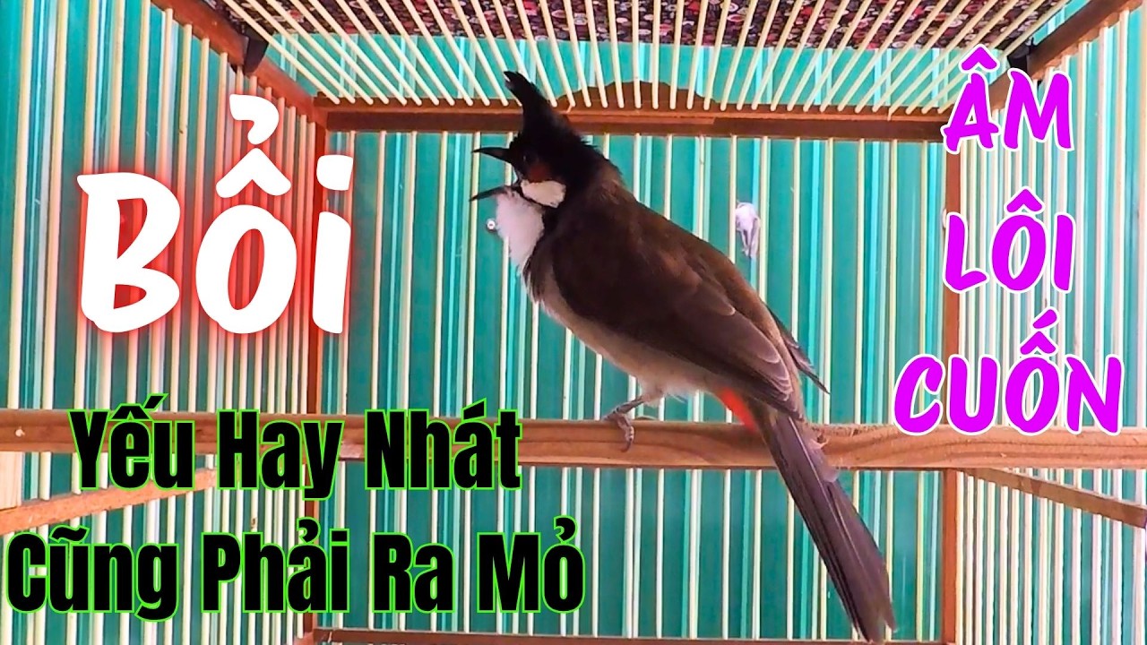Ch&agrave;o M&agrave;o K&iacute;ch Bổi Nhanh Ra Giọng | K&iacute;ch Ch&agrave;o M&agrave;o H&oacute;t Đấu + Ch&agrave;o M&agrave;o K&iacute;ch Trống H&oacute;t Căng Lửa/chao mao